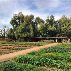 Organic desert farming at South Mountain Phoenix for healthy organic restaurant