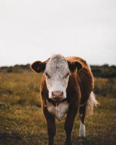cow grazing on regenerative farm