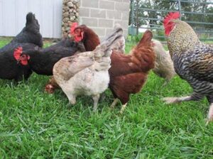 Happy organic pasture-raised hens peck at grasses and insects on regenerative farm