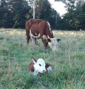 regenerative farm cows graze on fresh pasture