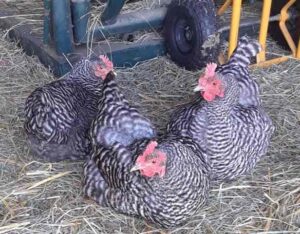pastured free-roaming hens on Midwest regenerative Willow Farm in Homer, MI
