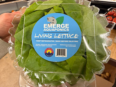 bread-butter-COS-hydroponic-local-lettuce