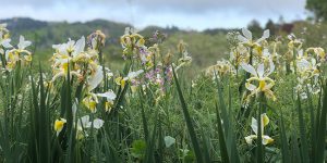 Wild yellow and lavender irises standing tall in a misty morning meadow with soft grey-blue hills in the distance.