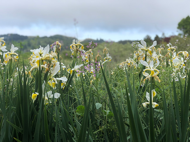 Wild yellow and lavender irises standing tall in a misty morning meadow with soft grey-blue hills in the distance.